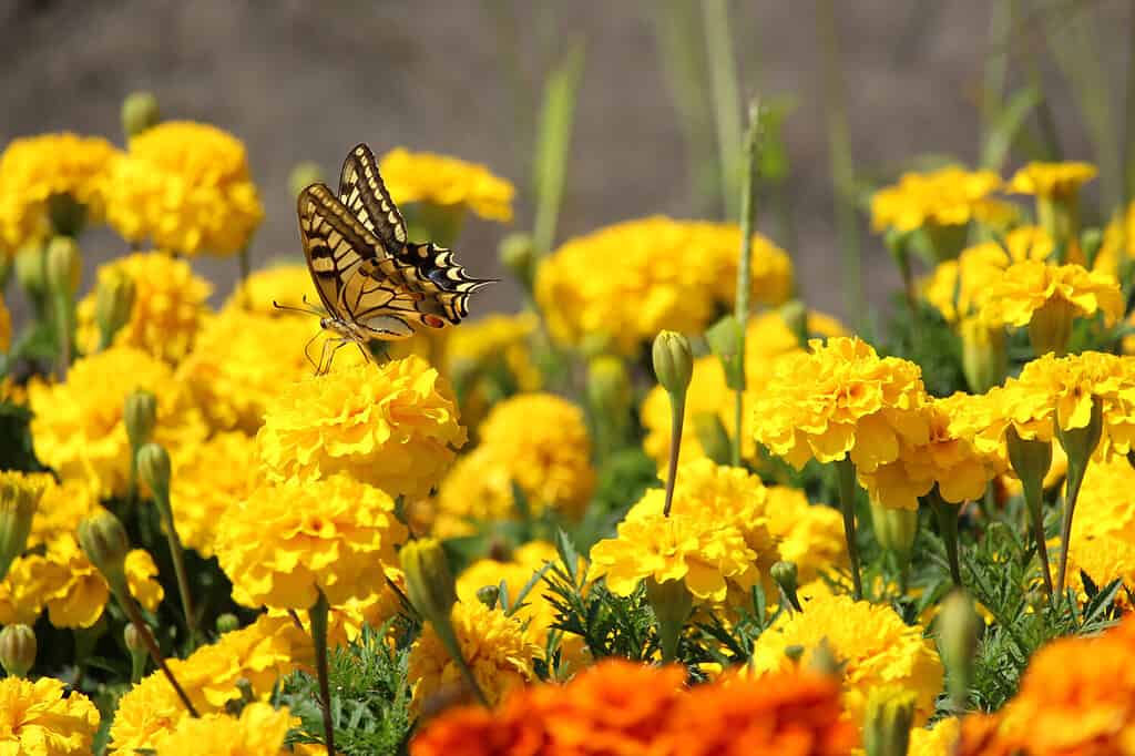 Yellow and black butterfly on yellow carnation flower