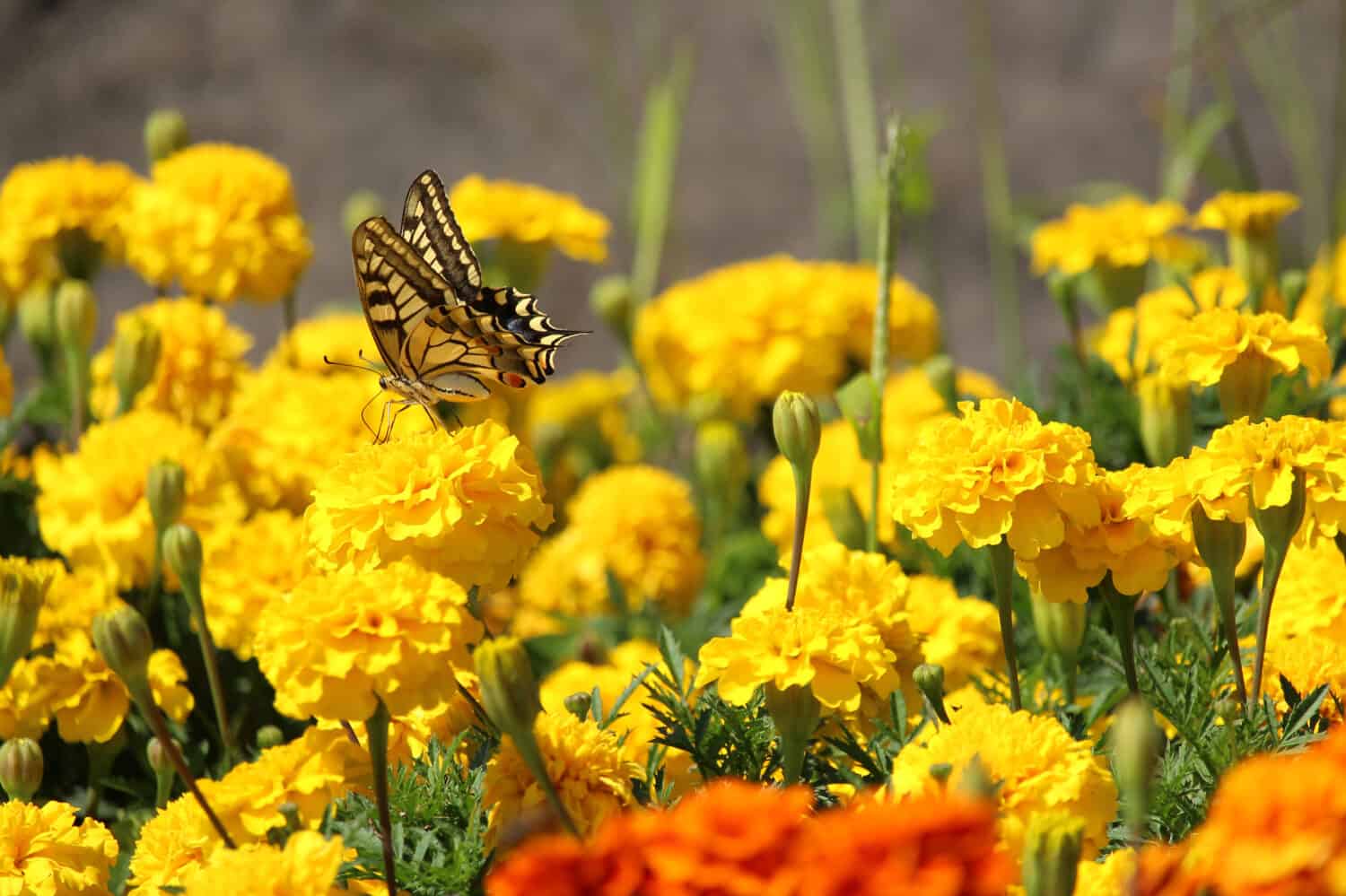 Yellow and black butterfly on yellow carnation flower in a garden.