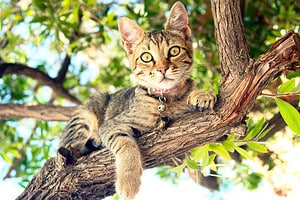 Watch This Brave Housecat Scale a Tree 30 Times Its Size to Rescue Her Trapped Kitten Picture