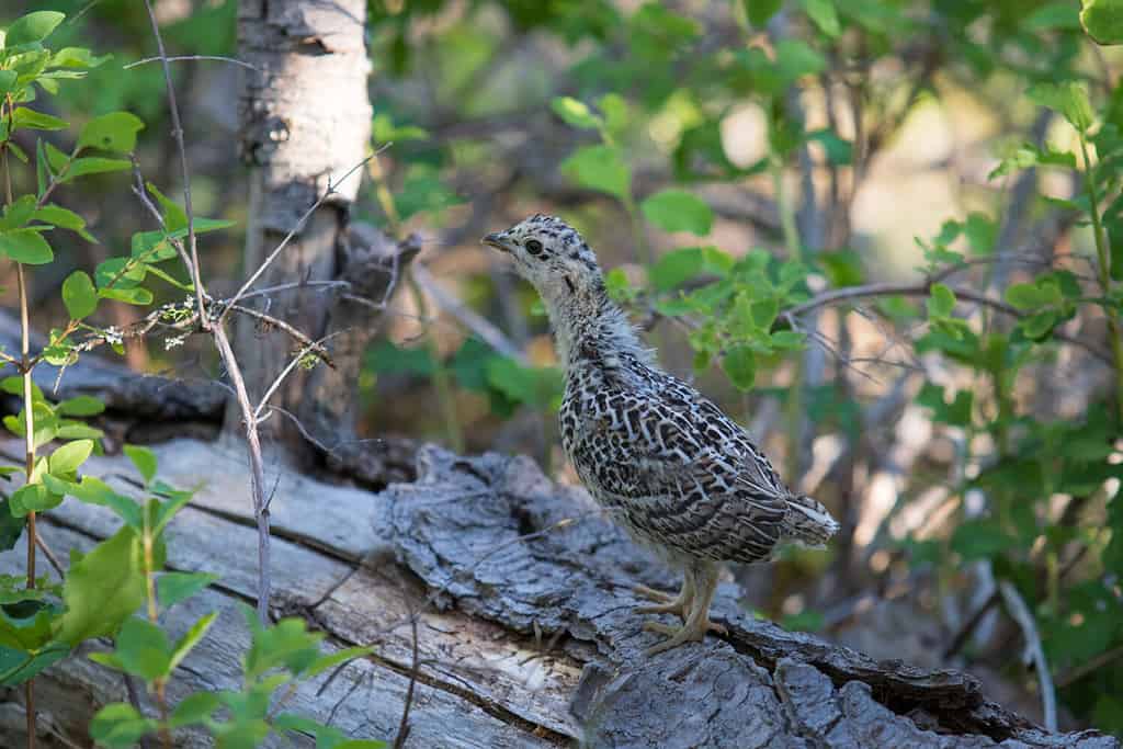 Ruffed Grouse chick hiding in the forest