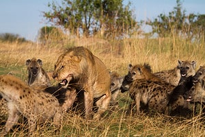 Watch This Lion Hold Off Over 15 Hyenas Trying to Steal a Bite of Its Lunch photo