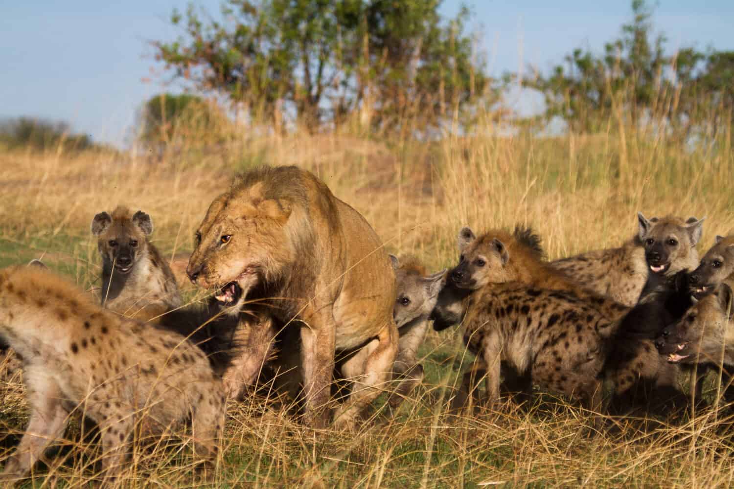 spotted hyena lion