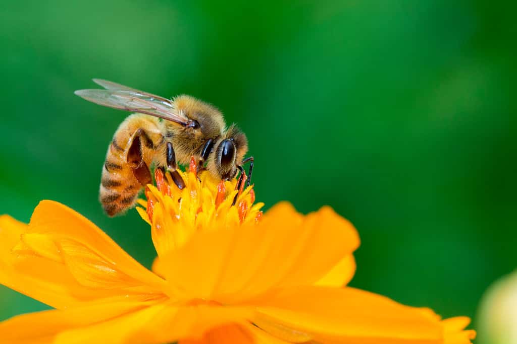 Image of bee or honeybee on yellow flower collects nectar. Golden honeybee on flower pollen. Insect. Animal