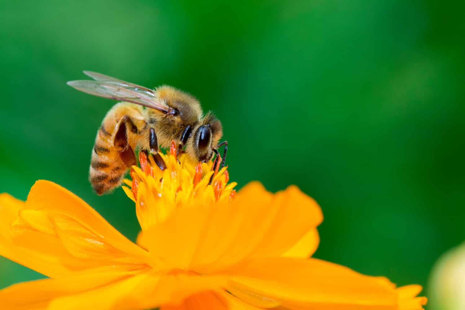 Image of bee or honeybee on yellow flower collects nectar. Golden honeybee on flower pollen. Insect. Animal