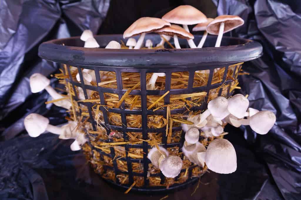 Volvariella volvacea (also known as paddy straw mushroom or straw mushroom cultivation in basket