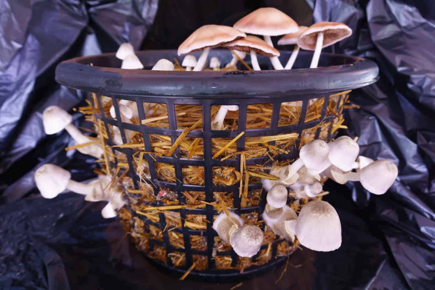 How to Grow Paddy Straw Mushrooms - Volvariella volvacea - Mushroom Mountain