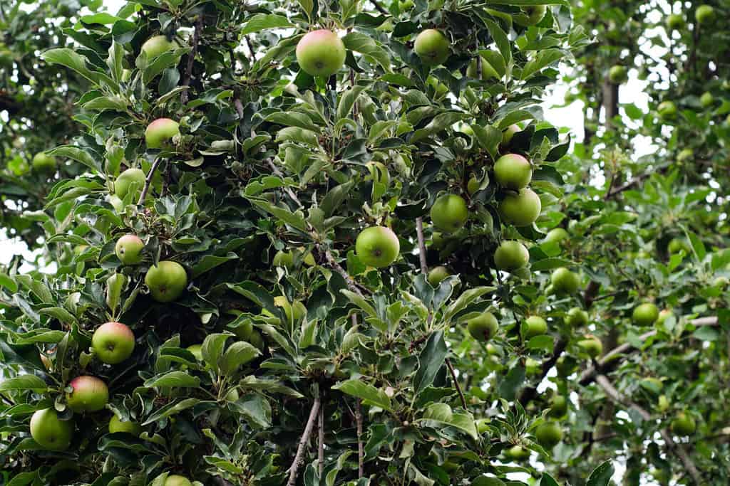 Green apple tree with fruit