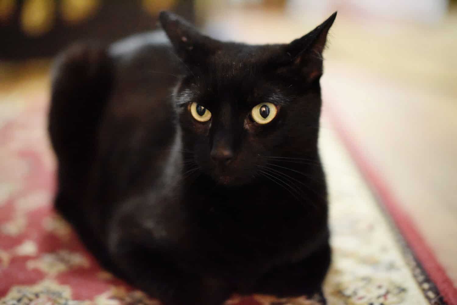 Black cat alert but relaxed.