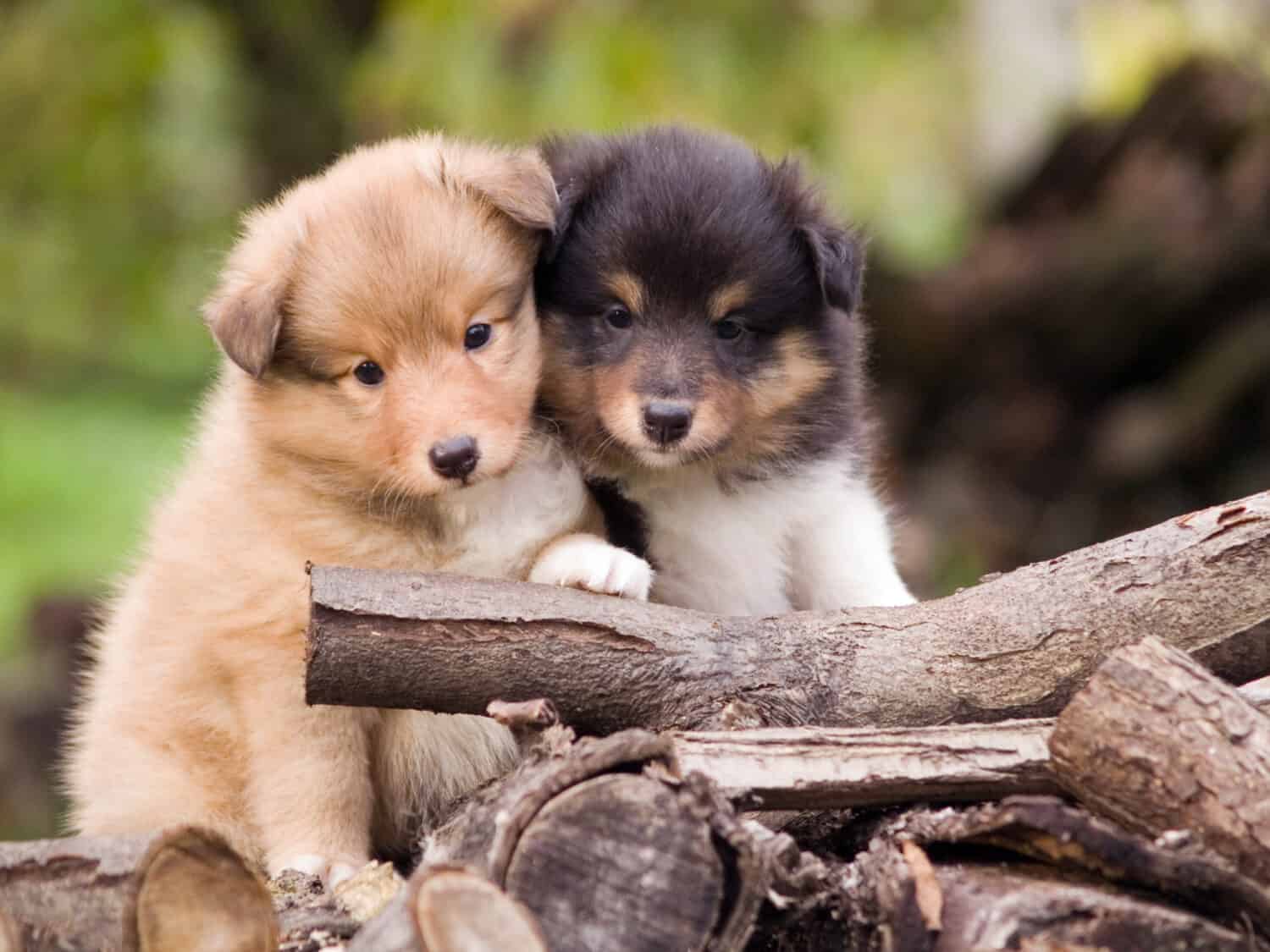 Cute little sheltie puppies sitting close together. They looks forward into camera. One puppy is sable & white color. Other puppy is tricolour.