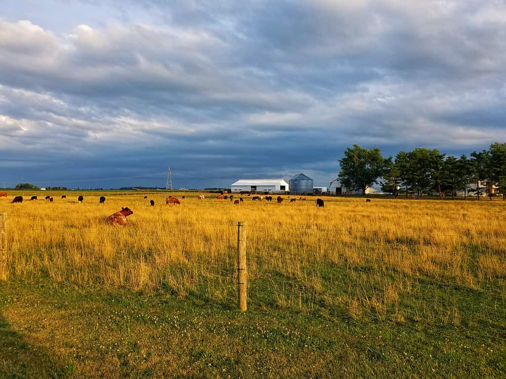 Cows are often the tallest thing around in open fields which makes them vulnerable to lightning strikes.