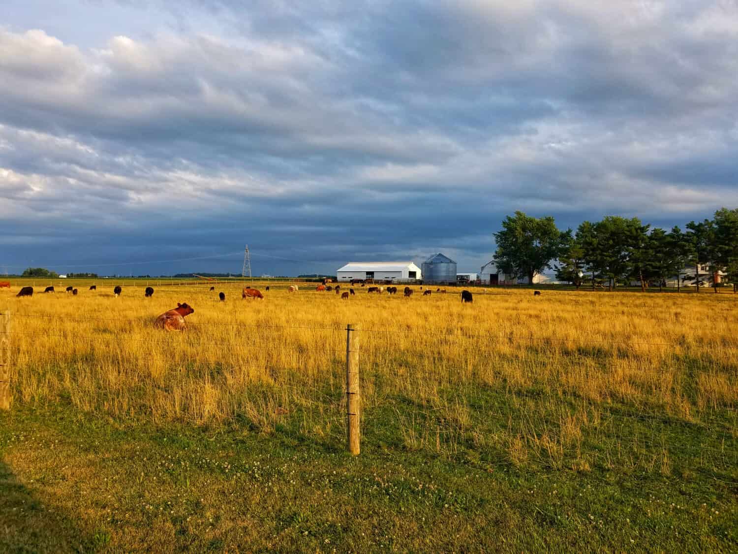 Hancock county , field of grazing cows right before the approaching storm.