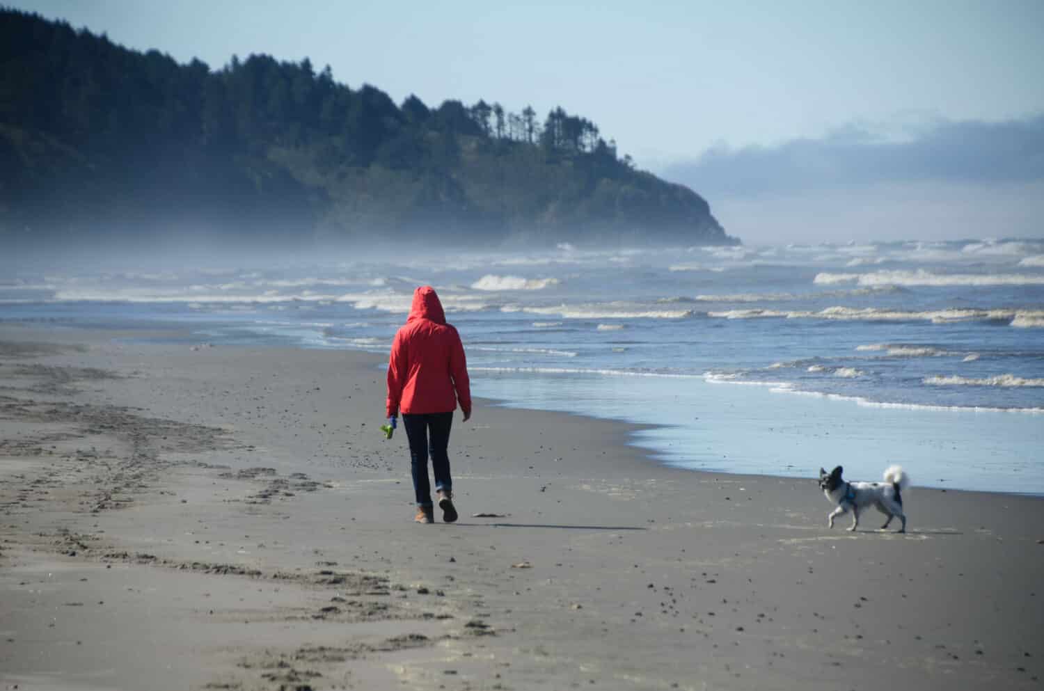 The Longest Beach in Washington Is 28 Miles of Pure Beauty - A-Z Animals