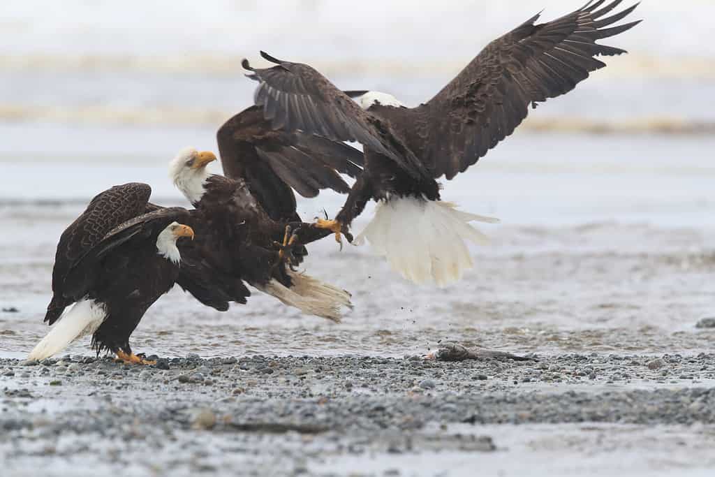 Bald Eagle Vancouver Island Canada