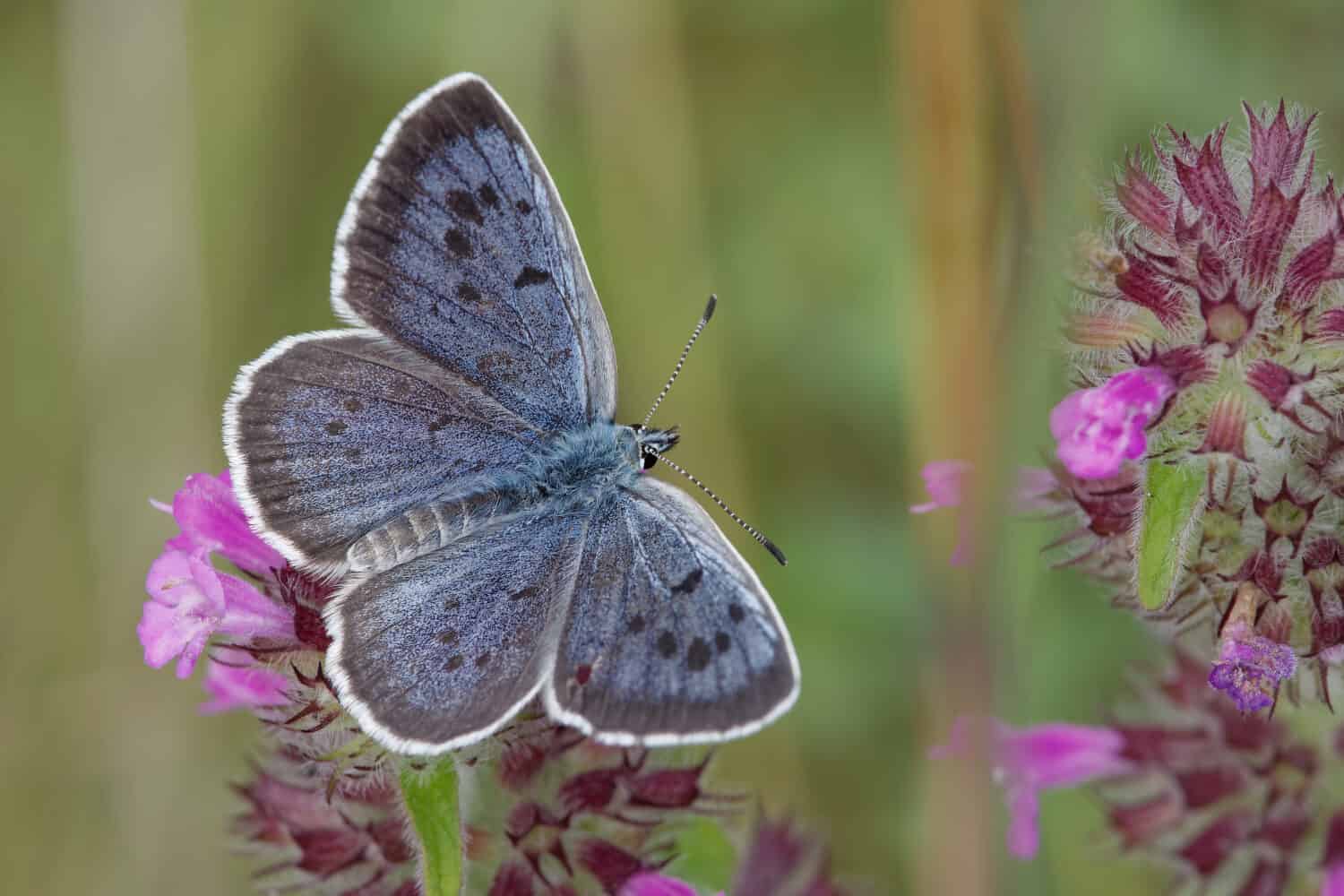 The large blue (Phengaris arion) is a species of butterfly in the family Lycaenidae. From notthern Spain and eastwards to Italy, Greece and southern Scandinavia. 