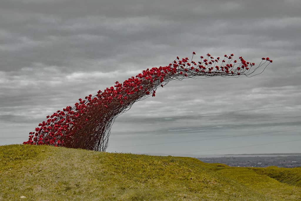 Poppies: Wave at Fort Nelson