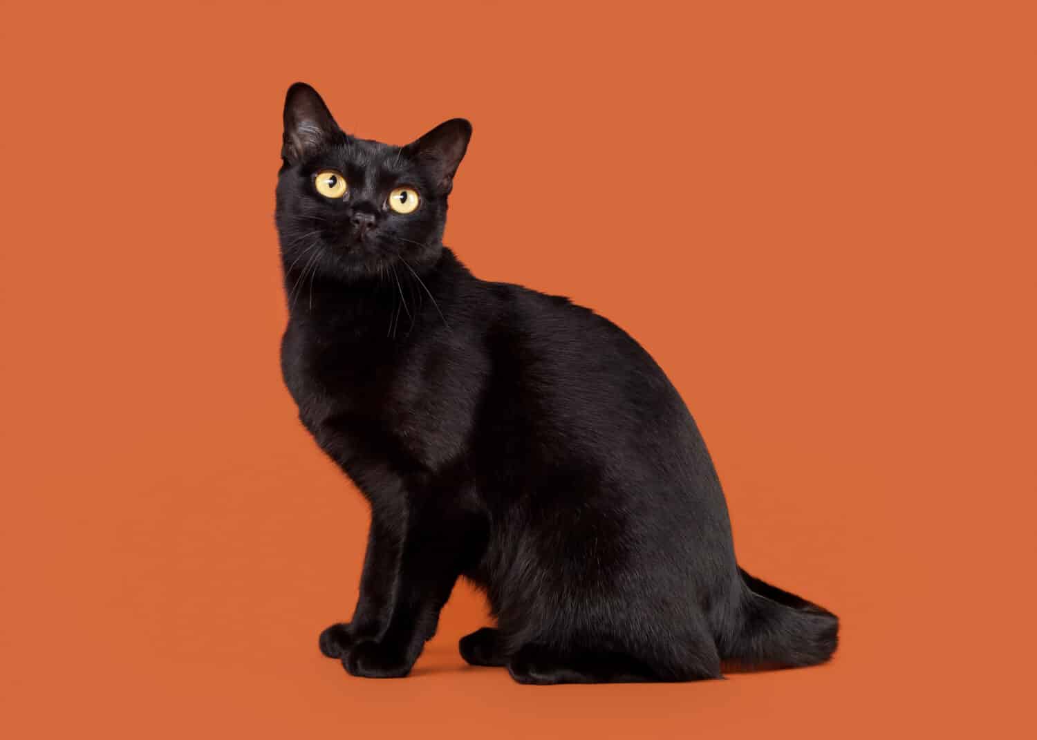 Russian Blue vs Bombay Cat: Key Differences Explained - A-Z Animals
