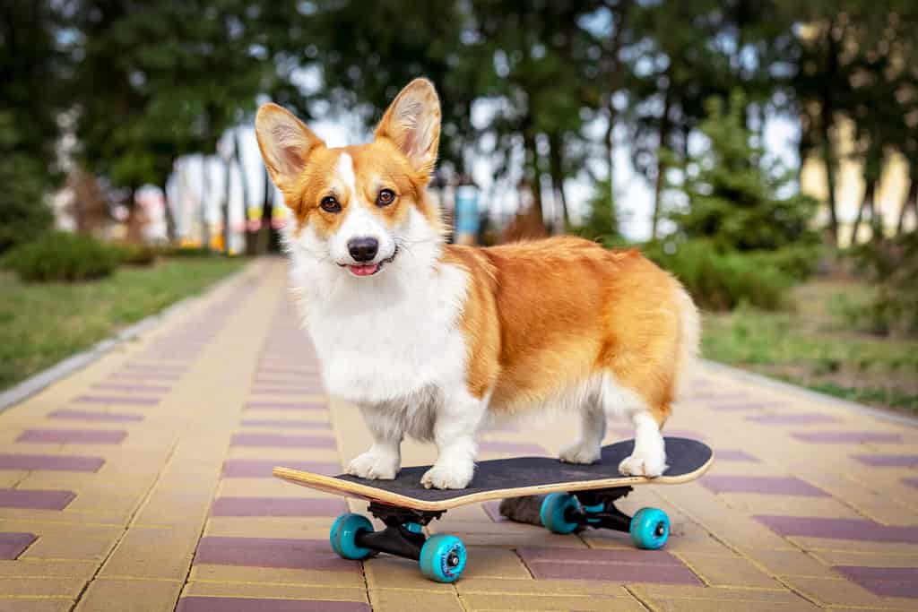 cute dog redhead pembroke welsh corgi standing a skateboard on the street for a summer walk in the park