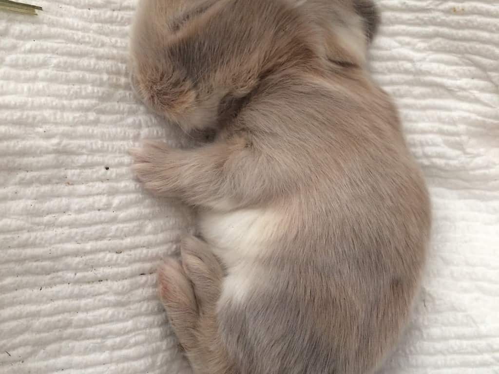 Sleeping newborn baby bunny rabbit, Holland lop, cuteness