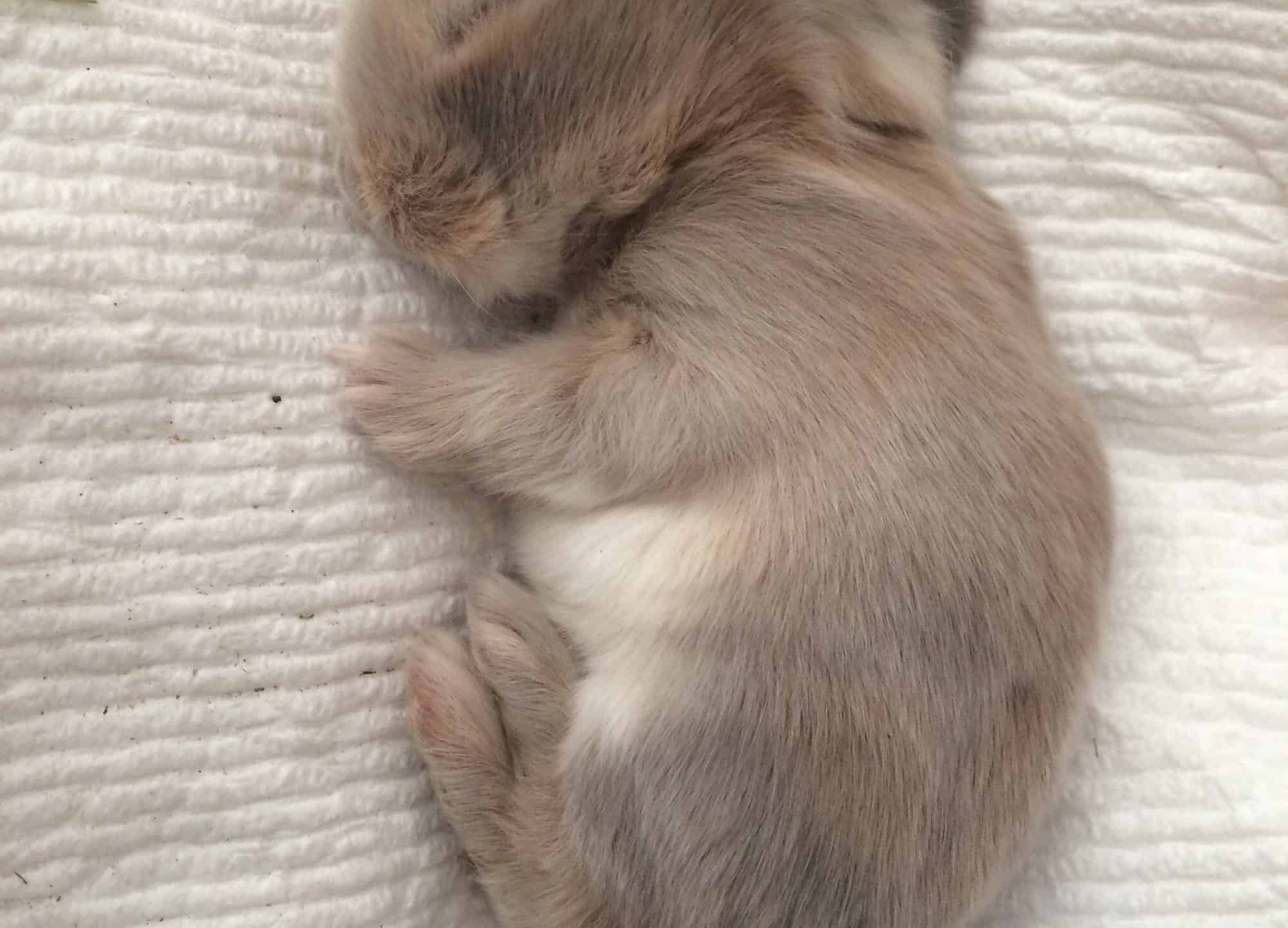 Sleeping newborn baby bunny rabbit, Holland lop, cuteness