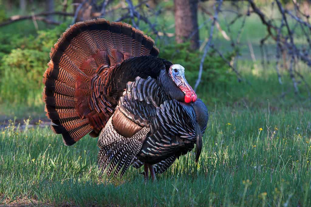 Eastern male Wild Turkey tom (Meleagris gallopavo) strutting with tail feathers in fan through a grassy meadow in Canada