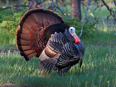 A Turkey Hunting in Oklahoma: Season Timing, Bag Limits, and Best Spots