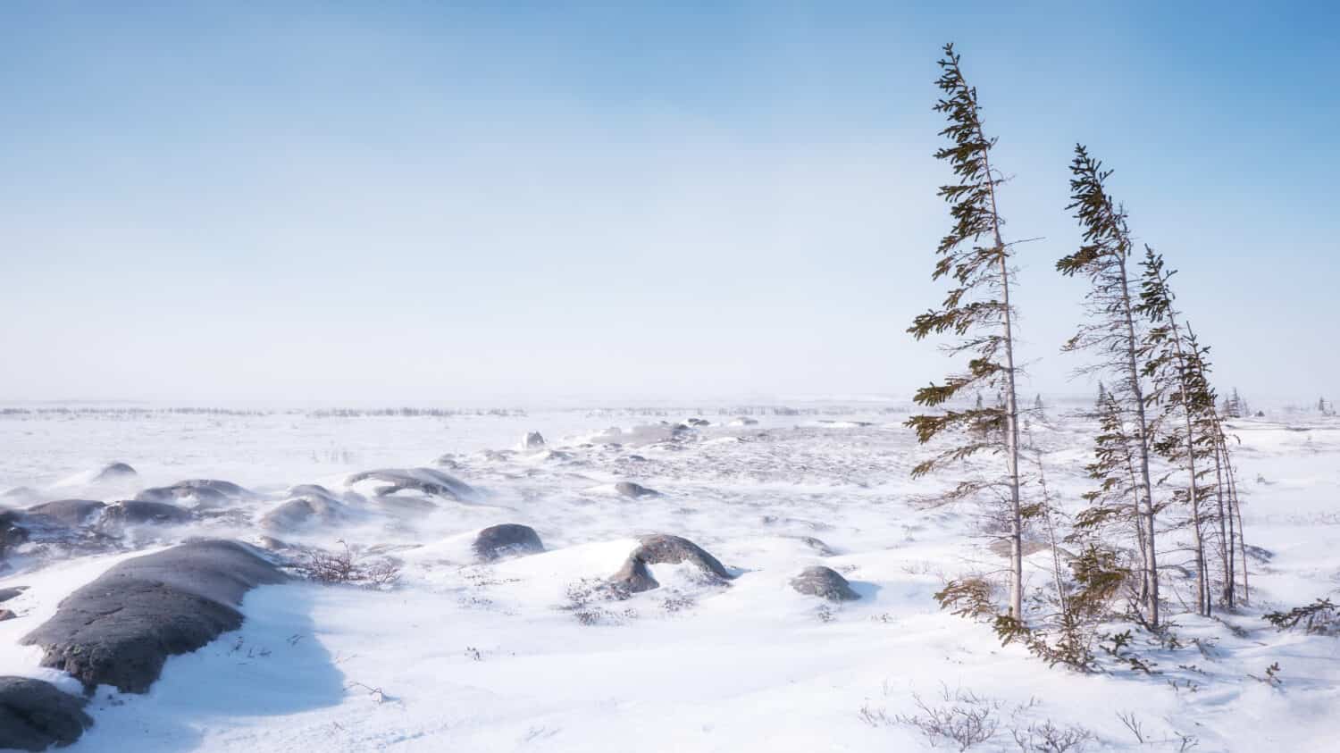 A windswept tundra landscape on a cold winter day in northern Canada, with a few thin trees struggling to survive in the barren terrain and harsh subarctic climate.