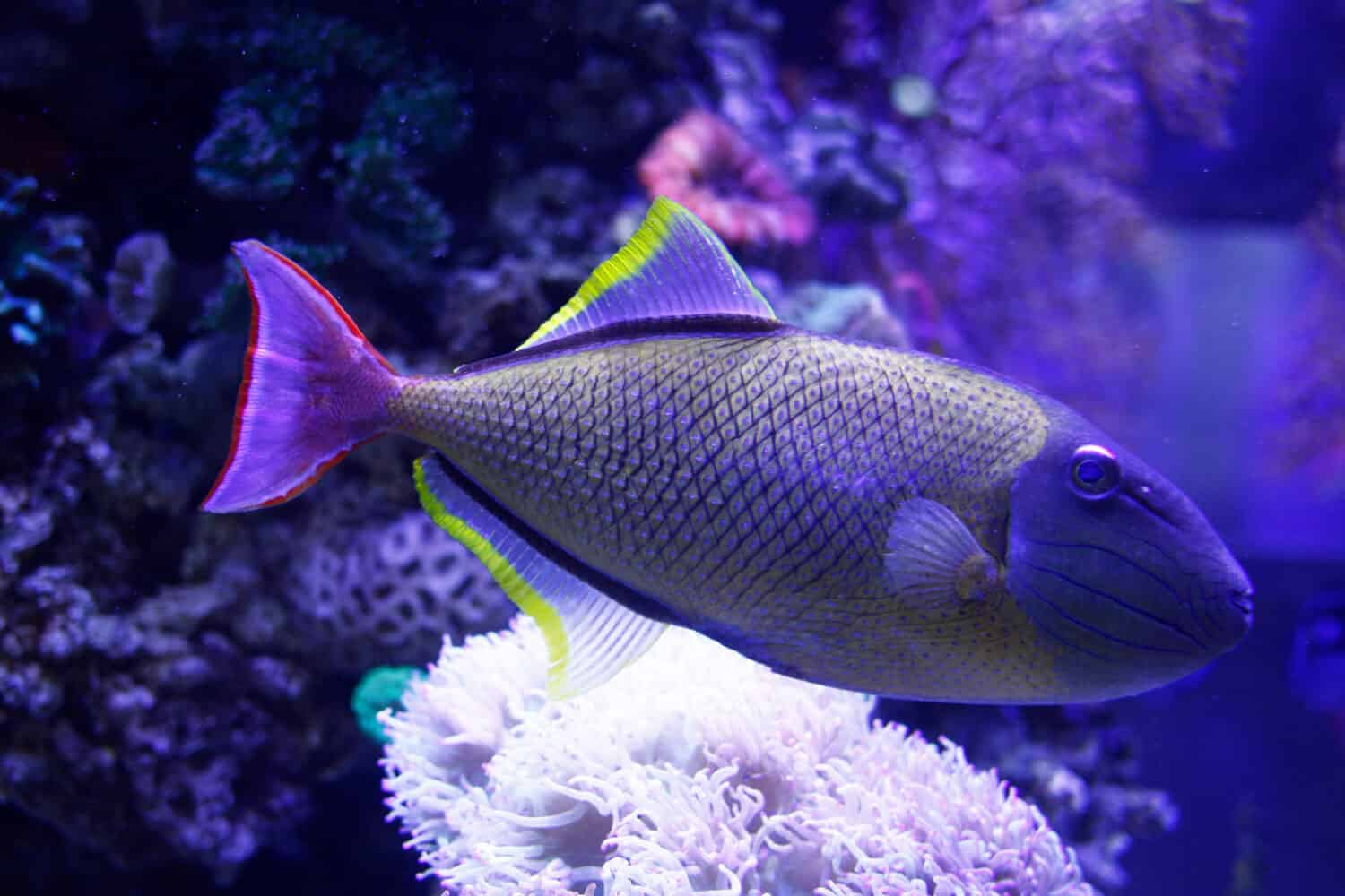 Xanthichthys mento, the redtail triggerfish, blue-throat triggerfish, or crosshatch triggerfish