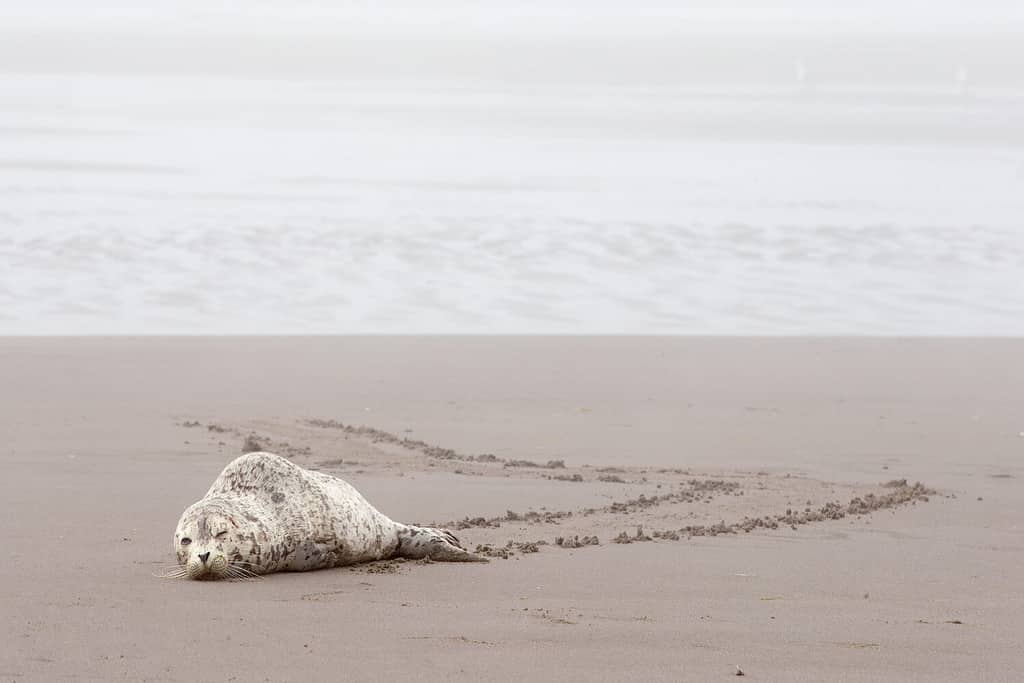 Baby seal resting on the beach of Washington state