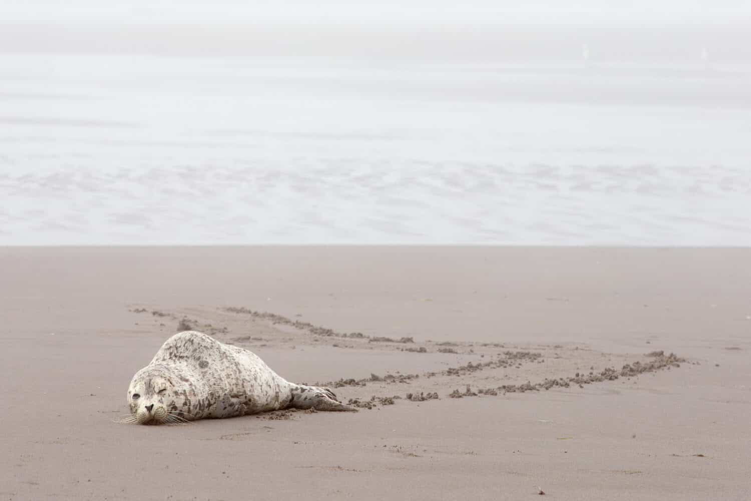 Baby seal resting on the beach of Washington state