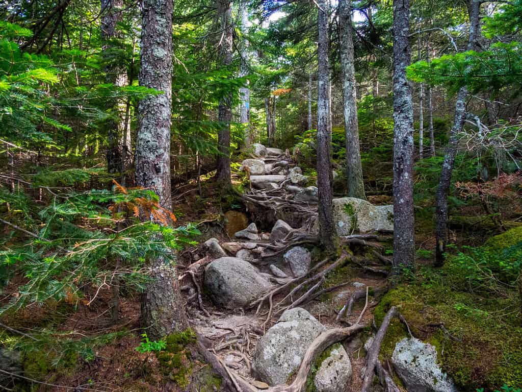 A rocky section of trail through dense lush forest in Maine, Baxter State Park.