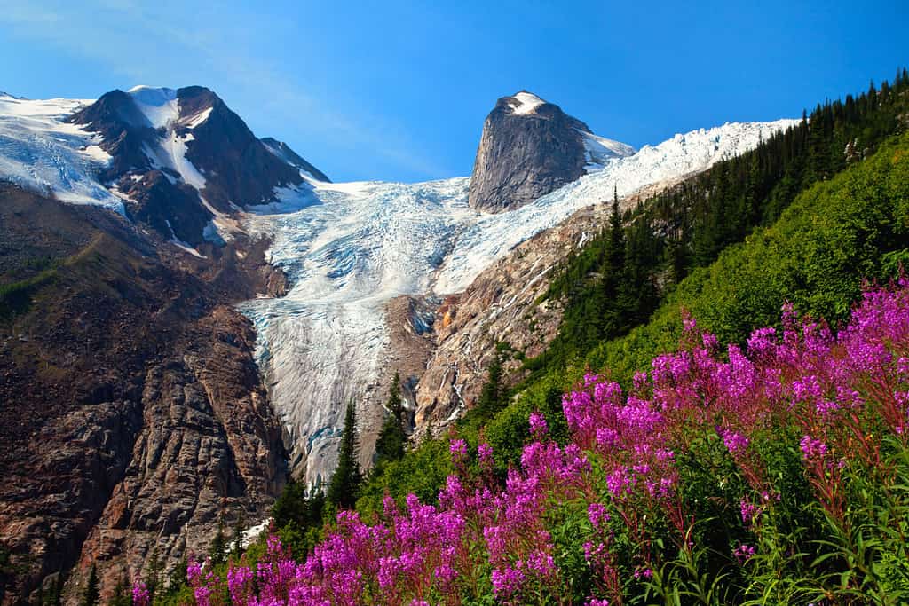 Fireweed in Bugaboo Provincial Park in British Columbia, Canada