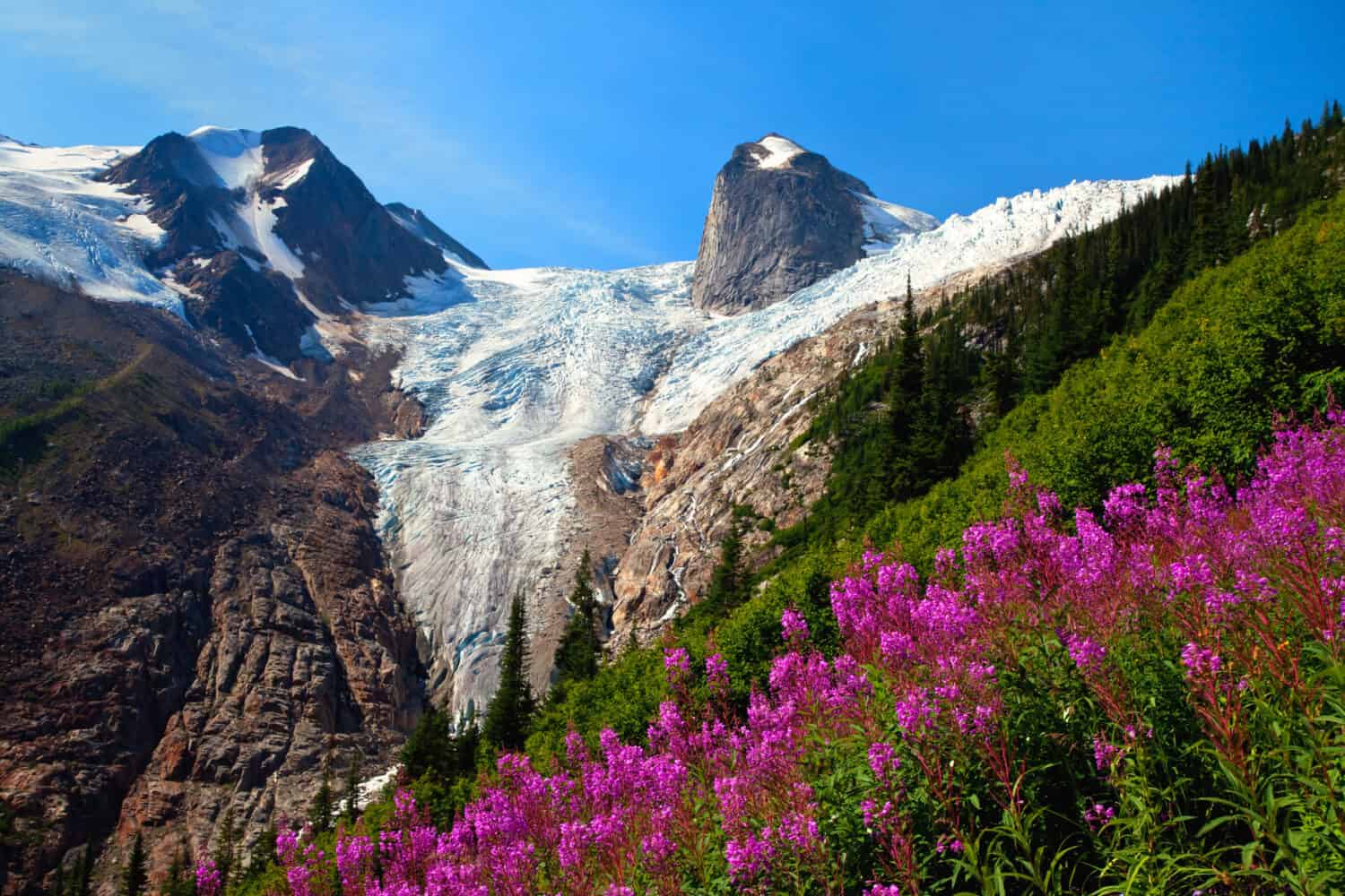Fireweed in Bugaboo Provincial Park in British Columbia, Canada