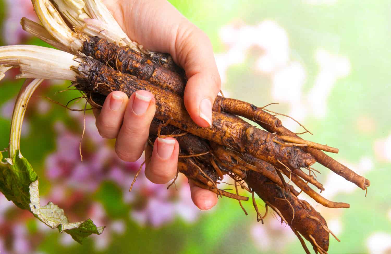 Roots and leaves of burdock (Arctium lappa) in woman's hand.The taproot of young burdock plants can be harvested and eaten as a root vegetable.