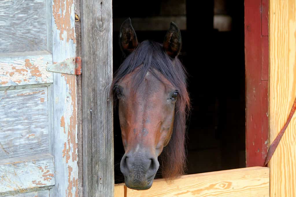 Beautiful little mahogany bay horse peeking out from her stall barn door on a sunny day on a South Carolina equestrian ranch.