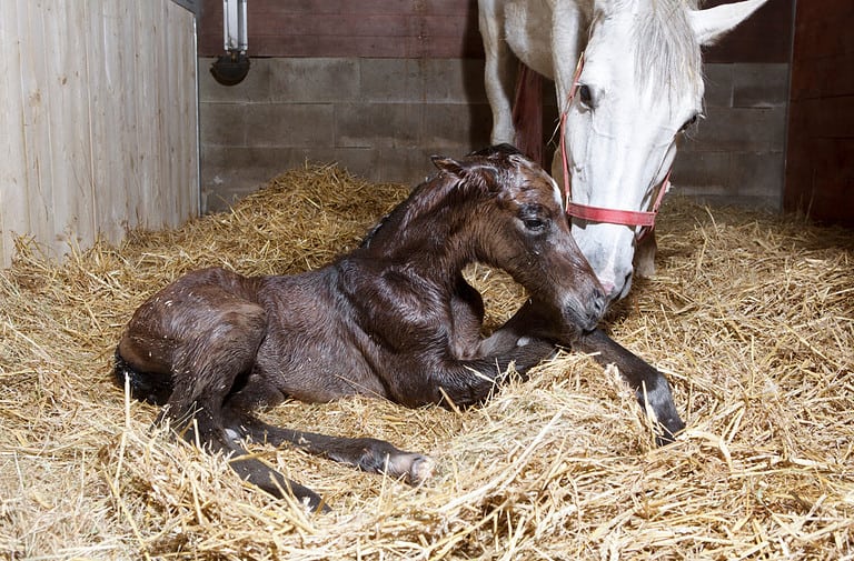 Horse Mating: Discover the Intricacies of Equine Reproduction - A-Z Animals