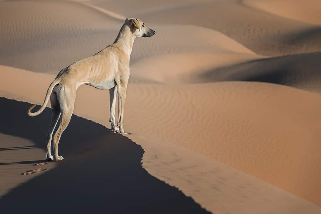 A brown Sloughi dog (Arabian greyhound) stands on top of a sand dune in the Sahara desert of Morocco.
