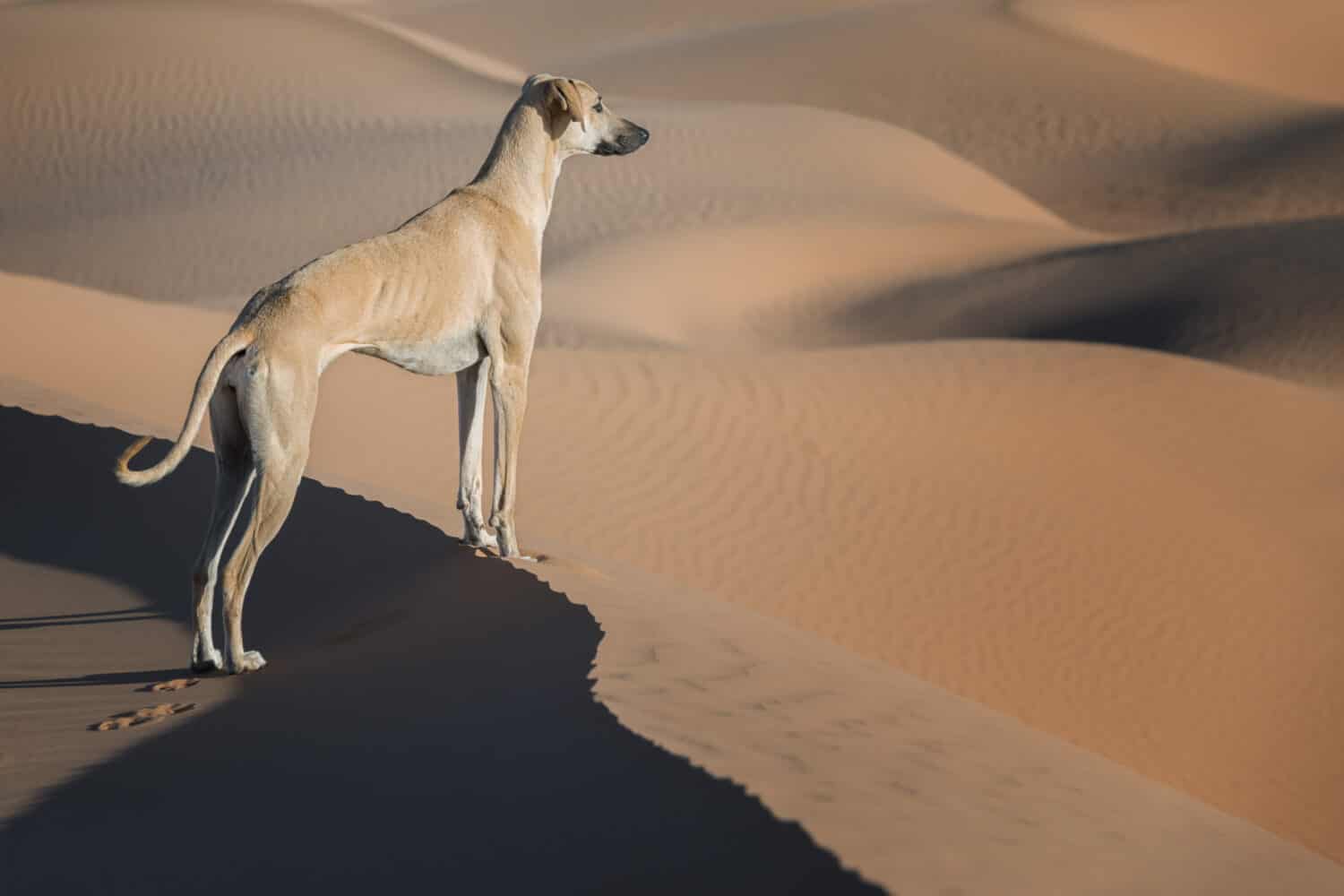 A brown Sloughi dog (Arabian greyhound) stands on top of a sand dune in the Sahara desert of Morocco. 