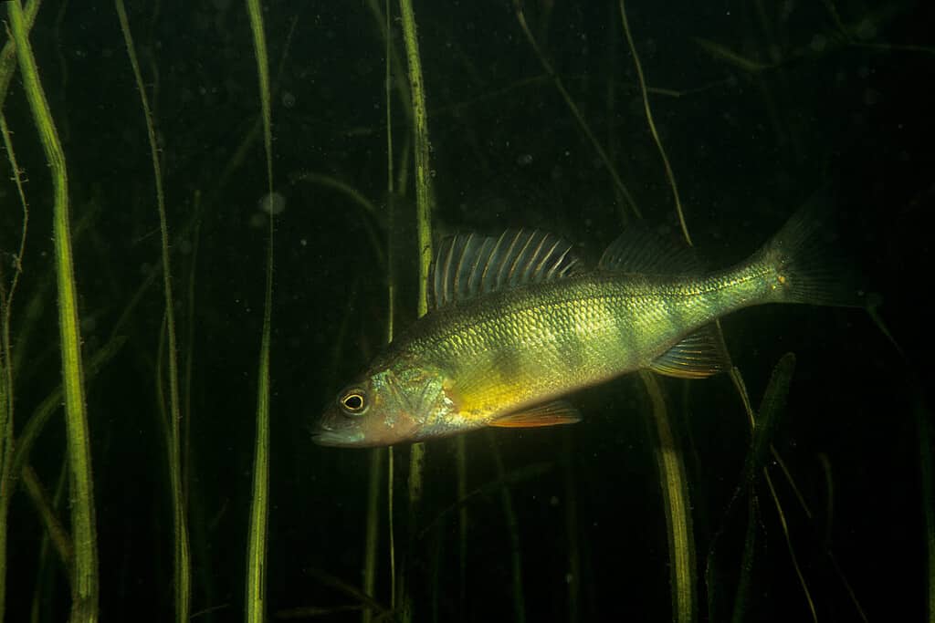 Yellow Perch underwater in the St.Lawrence