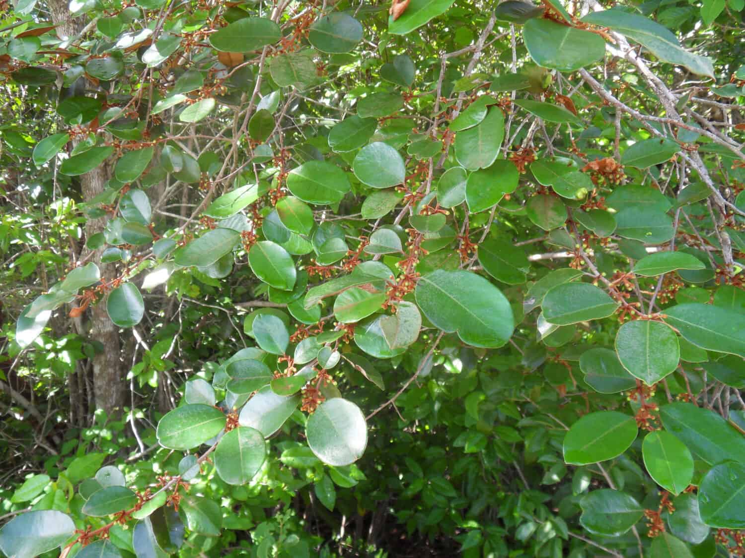 Branch of the satinleaf tree (Chrysophyllum oliviforme) with floral buds