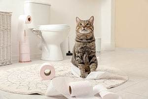8 Common Causes of Flatulence in Cats Picture