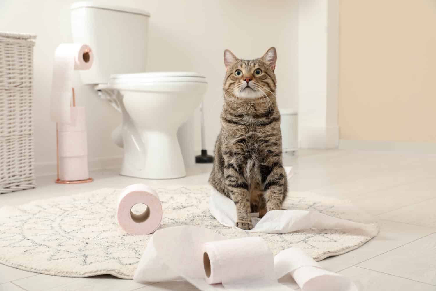 Cute cat playing with roll of toilet paper in bathroom