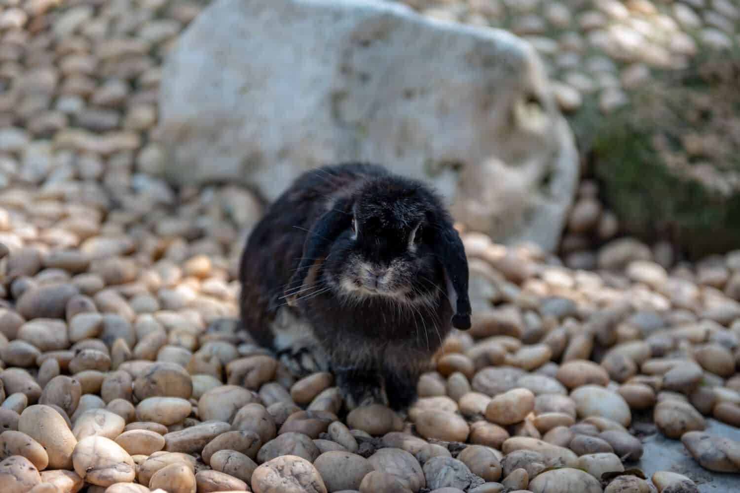 Portrait black holland lop rabbit eating vegetable on the rock floor.