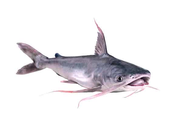 What's in the Atchafalaya River and Is It Safe to Swim In? - A-Z Animals