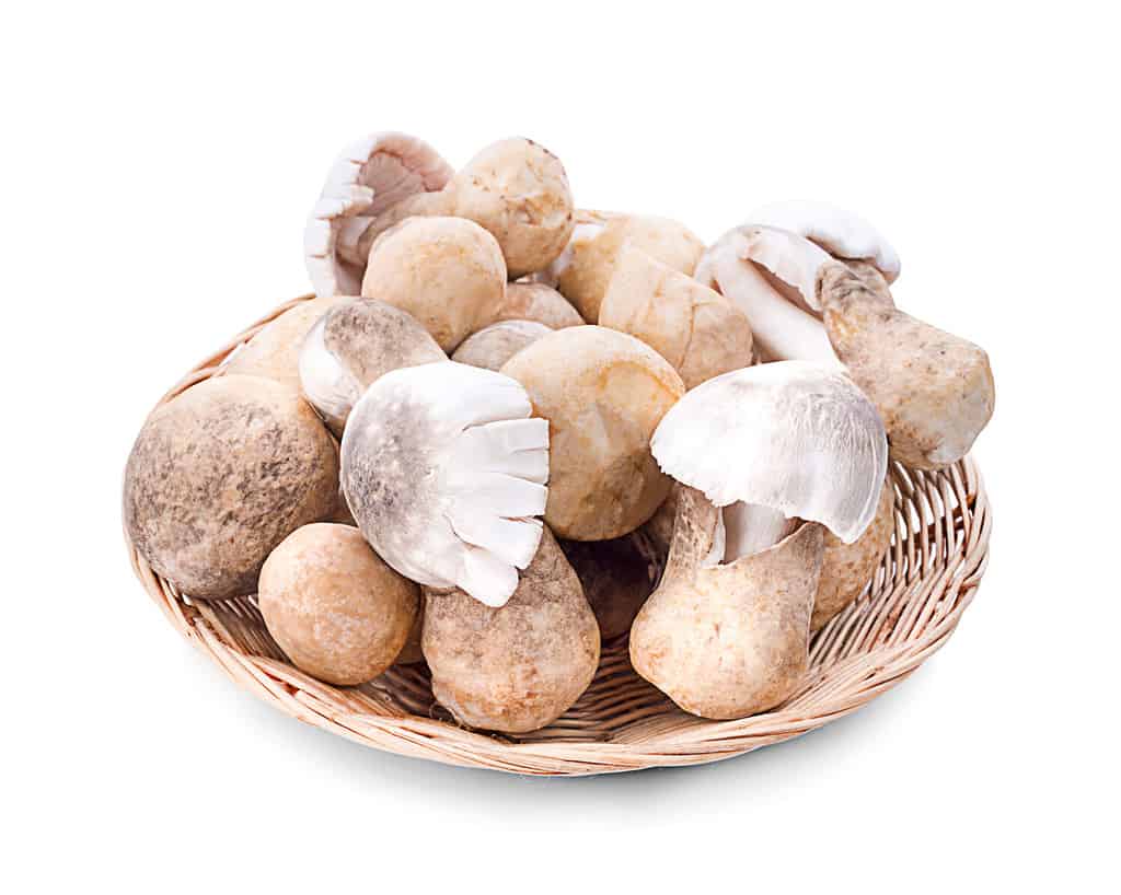 Volvariella volvacea, Straw Mushroom,Straw mushroom on sraw Stock