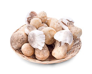 Straw Mushrooms: A Complete Guide Picture