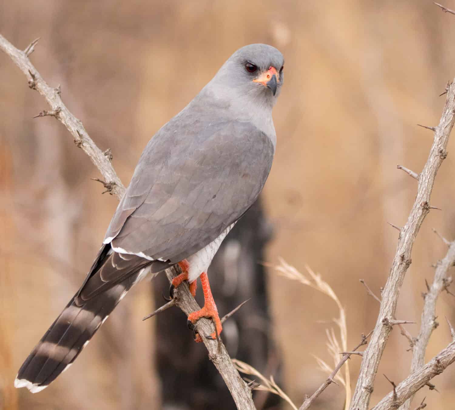 Dark Chanting Goshawk