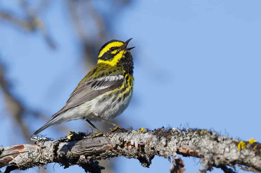 Adult male Townsend's Warbler (Setophaga townsendi) Kamloops, British Columbia June 2015