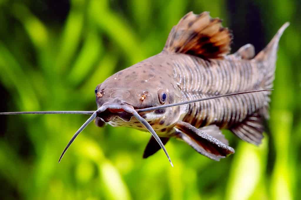 Megalechis thoracata catfish