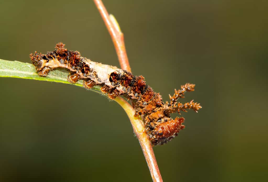 Beautiful 4th instar of Viceroy butterfly caterpillar on a willow leaf