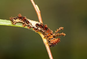 22 Caterpillars Found in Virginia (7 Are Venomous or Poisonous) Picture